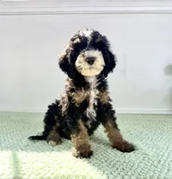 Winnie, a female Miniature Bernedoodle for sale in Indianapolis, IN – 6 of 6