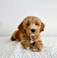 Sonny, a male Miniature Goldendoodle for sale in Indianapolis, IN – 3 of 5