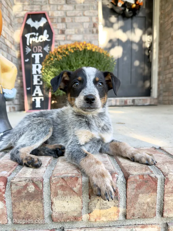 Cash – Australian Cattle Dog puppy for sale in Indianapolis, IN