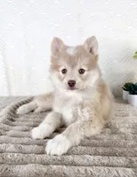 Wolfe, a male Pomsky for sale in Indianapolis, IN – 1 of 6