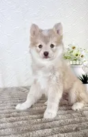 Wolfe, a male Pomsky for sale in Indianapolis, IN – 3 of 6