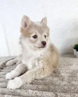 Wolfe, a male Pomsky for sale in Indianapolis, IN – 2 of 6