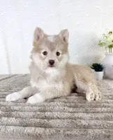 Wolfe, a male Pomsky for sale in Indianapolis, IN – 5 of 6