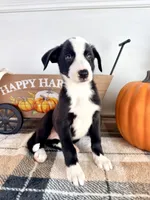 Autumn, a female Border Collie for sale in Indianapolis, IN – 7 of 7