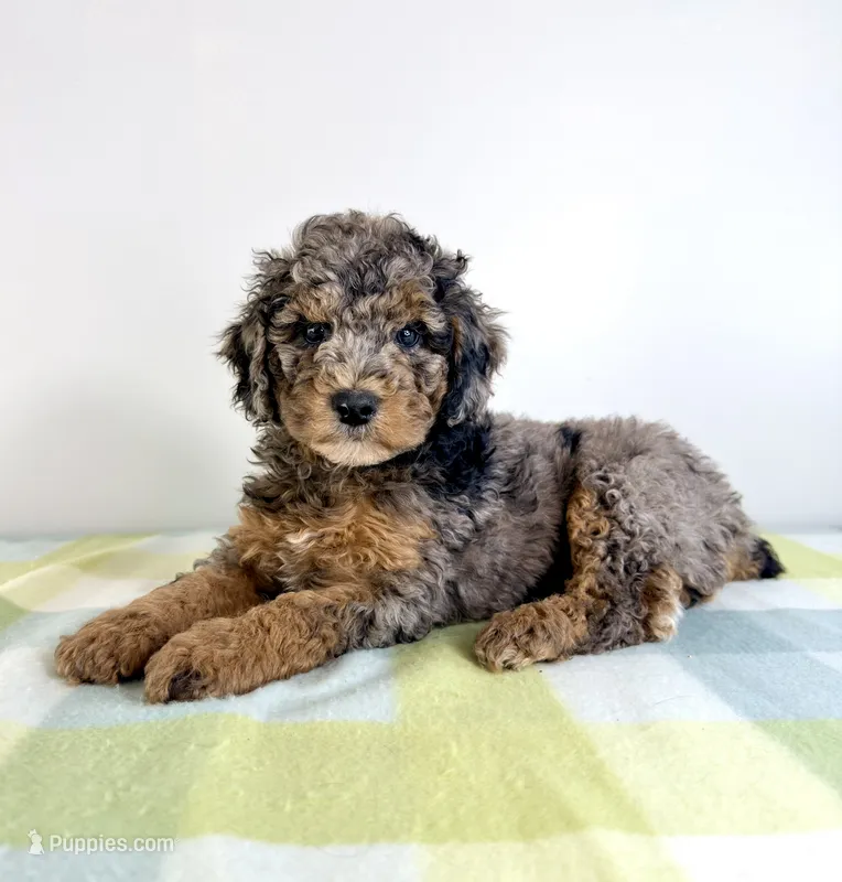 Buzz – Miniature Bernedoodle puppy for sale in Indianapolis, IN