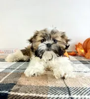 AKC Henry, a male Shih Tzu for sale in Indianapolis, IN – 5 of 5