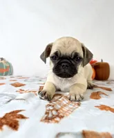 Princeton, a male Pug for sale in Indianapolis, IN – 3 of 5