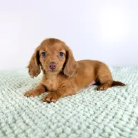 AKC Lillie, a female Miniature Dachshund for sale in Indianapolis, IN – 1 of 5