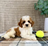 Dory, a female Cavapoo for sale in Indianapolis, IN – 5 of 6