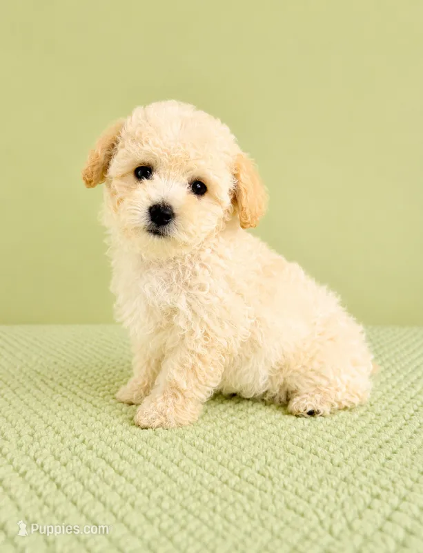 Belle – Bichon Frise puppy for sale in Indianapolis, IN