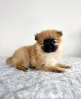London, a female Pomeranian for sale in Indianapolis, IN – 5 of 5