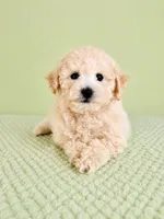 Barry, a male Bichon Frise for sale in Indianapolis, IN – 5 of 5