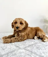 Grayson, a male Miniature Goldendoodle for sale in Indianapolis, IN – 2 of 6