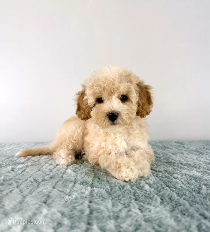 Pudding  – Cavapoo puppy for sale in Indianapolis, IN