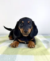 Otis, a male Pembroke Welsh Corgi and Miniature Dachshund for sale in Indianapolis, IN – 2 of 5
