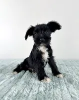 AKC Sophie, a female Miniature Schnauzer for sale in Indianapolis, IN – 3 of 5