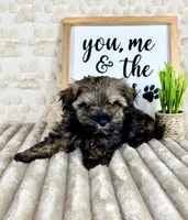 Bobby, a male Maltipoo for sale in Indianapolis, IN – Photo 2 of 4