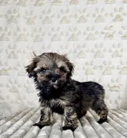 Bobby, a male Maltipoo for sale in Indianapolis, IN – Photo 1 of 4