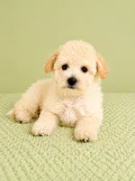 Belle, a female Bichon Frise for sale in Indianapolis, IN – 3 of 5