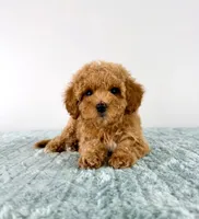 Maple, a female Cavapoo for sale in Indianapolis, IN – 2 of 6