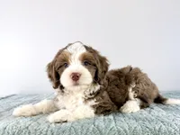 Bob, a male Miniature Bernedoodle for sale in Indianapolis, IN – 3 of 4
