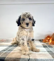 Ginny, a female Miniature Bernedoodle for sale in Indianapolis, IN – 3 of 6