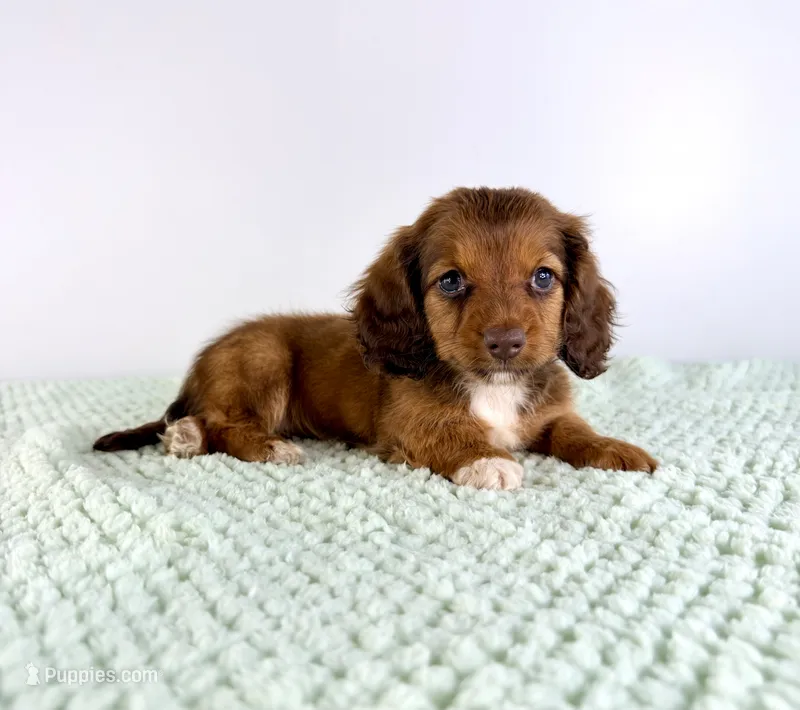 AKC Delilah – Miniature Dachshund puppy for sale in Indianapolis, IN
