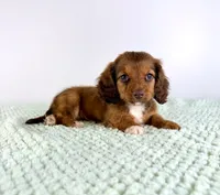 AKC Delilah, a female Miniature Dachshund for sale in Indianapolis, IN – 1 of 5