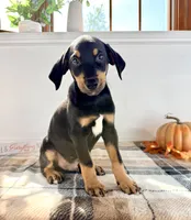 Duke, a male Doberman Pinscher for sale in Indianapolis, IN – 4 of 6