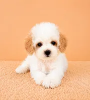 Peaches, a female Cavapoo for sale in Indianapolis, IN – 3 of 5