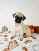 Princeton, a male Pug for sale in Indianapolis, IN – 5 of 5
