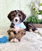 Franklin, a male Miniature Bernedoodle for sale in Indianapolis, IN – Photo 1 of 5