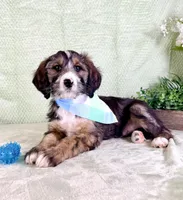 Franklin, a male Miniature Bernedoodle for sale in Indianapolis, IN – Photo 3 of 5