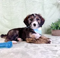 Franklin, a male Miniature Bernedoodle for sale in Indianapolis, IN – Photo 2 of 5