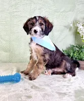 Franklin, a male Miniature Bernedoodle for sale in Indianapolis, IN – Photo 5 of 5