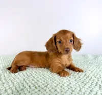 AKC Lillie, a female Miniature Dachshund for sale in Indianapolis, IN – 4 of 5