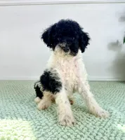 Wednesday , a female Miniature Bernedoodle for sale in Indianapolis, IN – 5 of 5