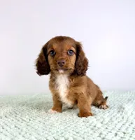 AKC Delilah, a female Miniature Dachshund for sale in Indianapolis, IN – 2 of 5