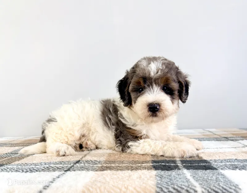 Gru – Miniature Bernedoodle puppy for sale in Indianapolis, IN