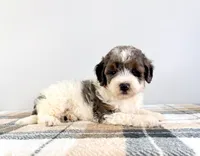Gru, a male Miniature Bernedoodle for sale in Indianapolis, IN – 1 of 5
