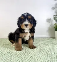 Chucky, a male Miniature Bernedoodle for sale in Indianapolis, IN – 3 of 5