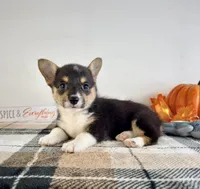 CKC Mae, a female Pembroke Welsh Corgi for sale in Indianapolis, IN – 2 of 5