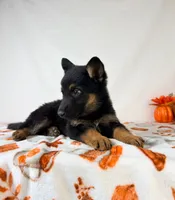 Skye, a female German Shepherd Dog for sale in Indianapolis, IN – 5 of 5