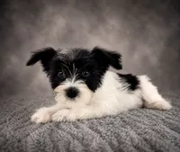 AKC Susie, a female Miniature Schnauzer for sale in Indianapolis, IN – 4 of 4