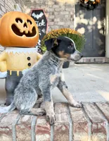 Cash, a male Australian Cattle Dog for sale in Indianapolis, IN – 5 of 5