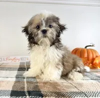 AKC Bentley, a male Shih Tzu for sale in Indianapolis, IN – 4 of 5