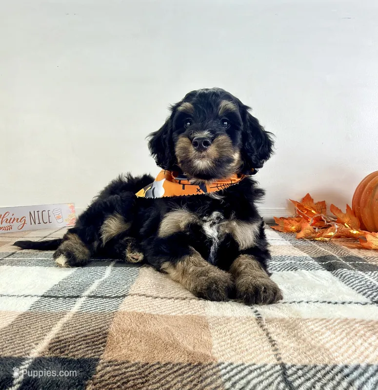 Sirius – Miniature Bernedoodle puppy for sale in Indianapolis, IN