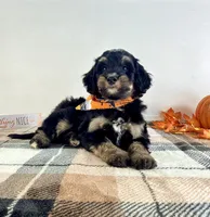 Sirius, a male Miniature Bernedoodle for sale in Indianapolis, IN – 1 of 5