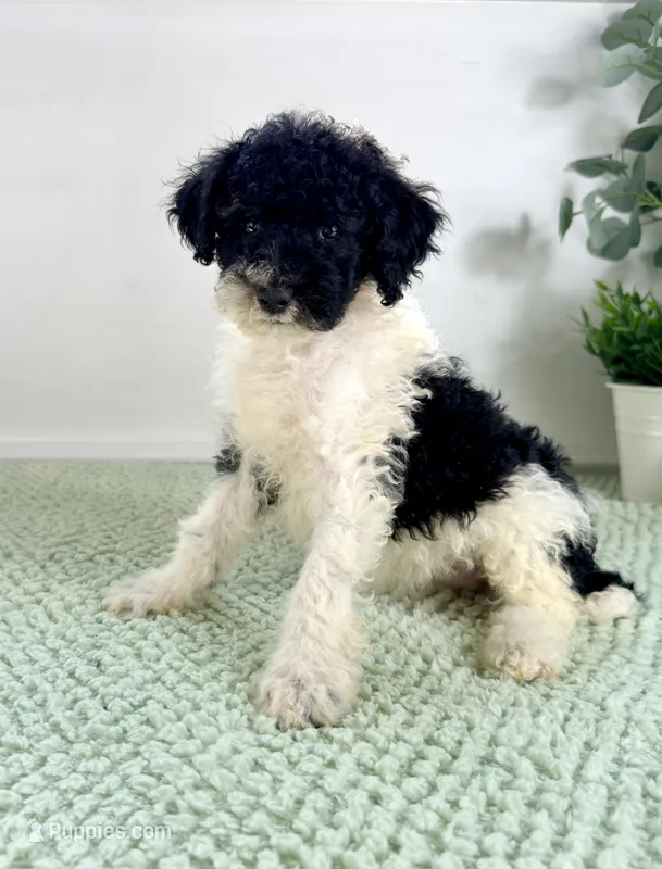 Wednesday – Miniature Bernedoodle puppy for sale in Indianapolis, IN