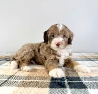 Bob, a male Miniature Bernedoodle for sale in Indianapolis, IN – 2 of 5
